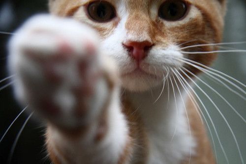 有意思的游戏女生网名吧244个