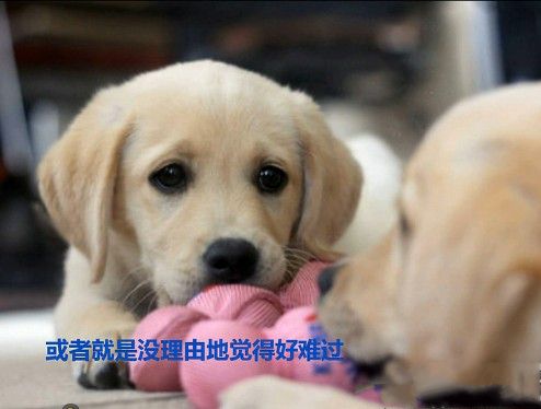 网络用语jp是什么意思是什么的缩写