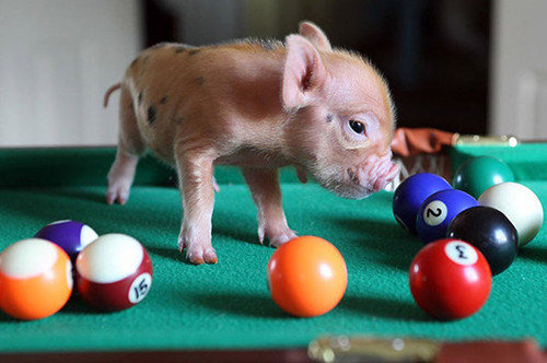 心酸赞美父爱的句子300条