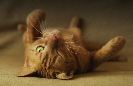 空调蕉太狼是什么意思