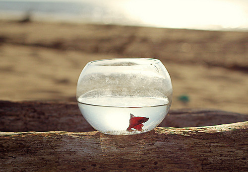 失恋昵称最时尚的网名183个