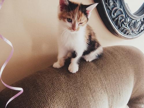 guigushi好听又好看的名字290个