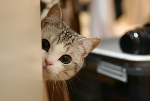 女人好听网名行会封号204个