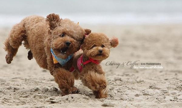 素质三连什么意思