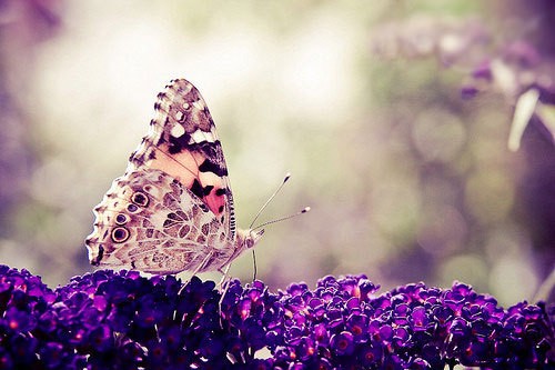 描写下雪的签名情人节的告白34条